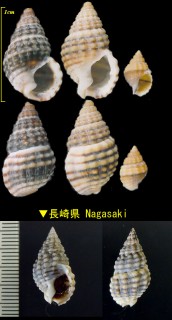 アラムシロ Nassarius festiva small
