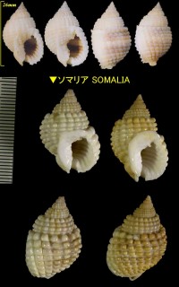 インドアラレガイ Nassarius conoidalis small