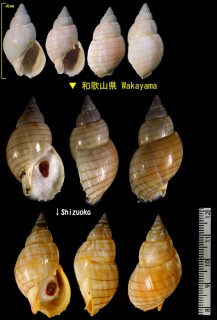 キンシバイ 錦糸貝 Nassarius glans nipponensis small