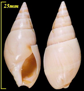 ロードスホタルバイ Bullia rhodostoma small