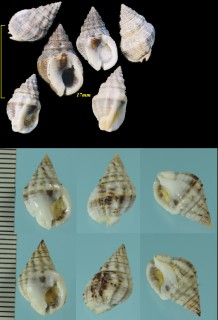 アメリカアラムシロ Nassarius vibex small