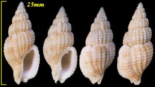 コトクサバイ Phos varicosus small