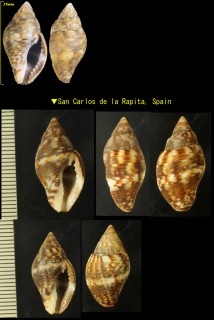 スジベッコウバイ Pisania striata small