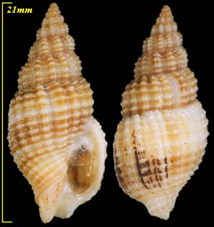 カゴメトクサバイ Phos veraguensis small