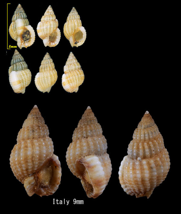 ピグミームシロ Nassarius pygmaeus small