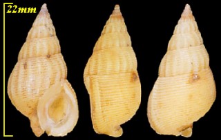 トウダカムシロ Nassarius pyramidalis small