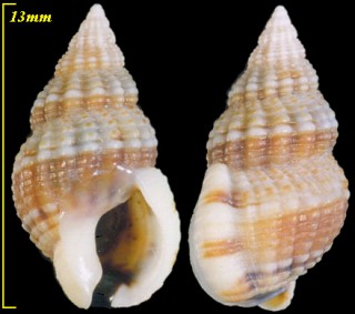 マラガムシロ Nassarius incrassatus small
