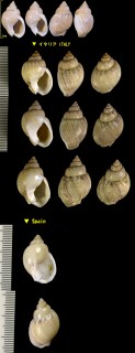 ミダレシマヨフバイ Nassarius mutabilis small