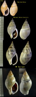 ムラサキヨフバイ Nassarius dorsatus small
