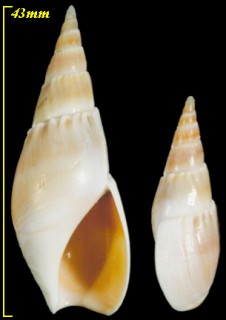 ナタールホタルバイ Bullia natalensis small