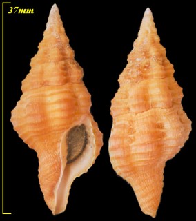 チャイロツノマタ Latirus concentricus small