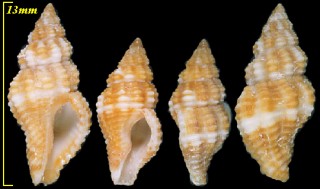 チャガスリノシガイ Engina lanceolata small