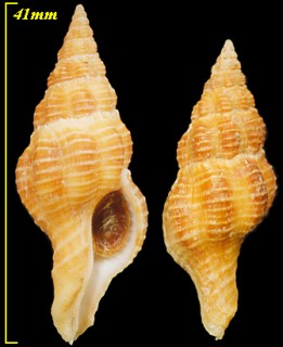 カンダニシキニナ Latirus kandai small