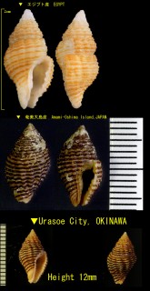 テンスジノシガイ 点筋熨斗貝 Engina incarnata small