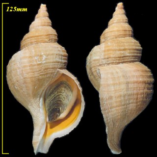 カブラエゾボラ Neptunea laticostata small