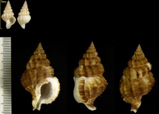 タイワンアラレバイ Nassaria sinensis small