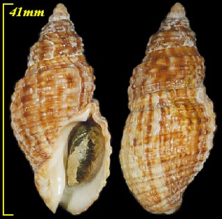 マダラウネマキボラ Burnupena pubescens small