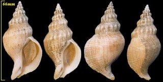 ネムリガイ Siphonalia spadicea filosa small