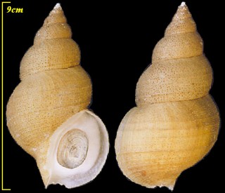 アデヤカエゾバイ 華美蝦夷? Buccinum concinnum small
