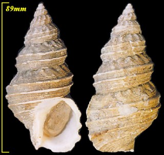ミスジエゾバイ Buccinum trescotatum small