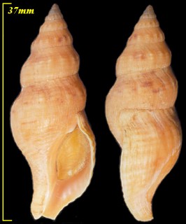 タートンミクリ　(仮称) Afrocominella turtoni small