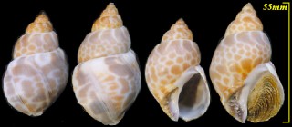 セイロンバイ Babylonia zeylanica small