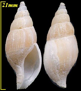 カナマルウスツムバイ Kanamarua adonis tajimai small