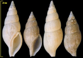 ウスツムバイ Harpa adonis small
