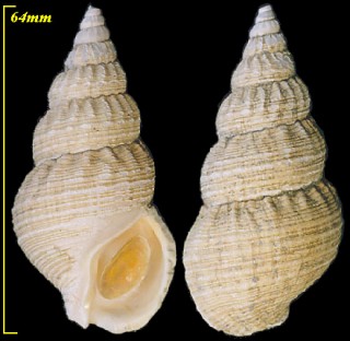 イジケシライトマキバイ Buccinum zelotes small