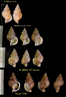 チゴバイ 稚児? Buccinum felis small