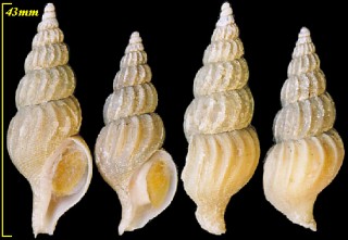 ホソバイ Mohnia hondoensis small