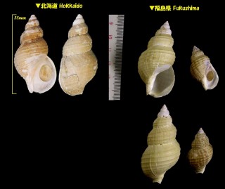 ヒメシライトマキバイ Buccinum niponense small