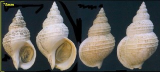 スルガバイ 駿河蛽 Buccinum leucostoma small