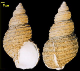 フジタバイ 藤田? Ancistrolepis fujitai small
