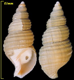 キノシタバイ Ancistrolepis kinoshitai small