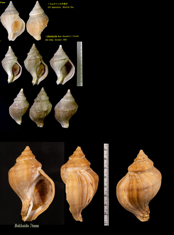 ミッデンドルフェボラ Neptunea middendorffiana small