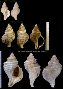 ウネエゾボラ Neptunea lyrata lyrata small