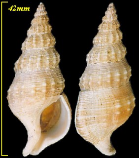 リシケナサバイ Nassaria magnifica lischkei small