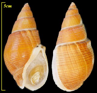 コーヒーバイ Bullia annulata small