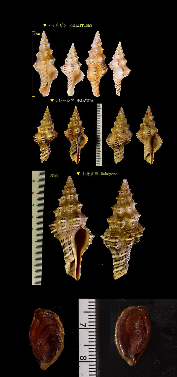 ヘソアキツノマタ Latirus recurvirostris small