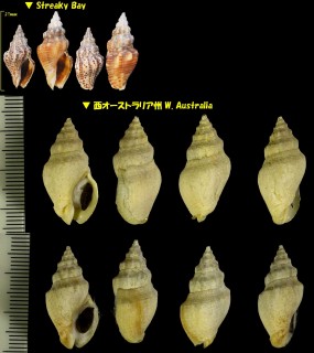 トウガタニュージーランドボラ Cominella eburnea small