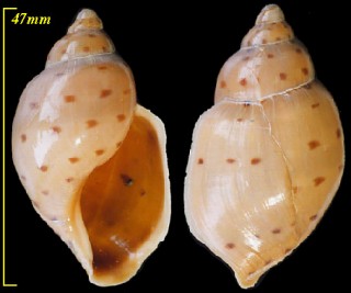 ハリアガイ Ampulla priamus small