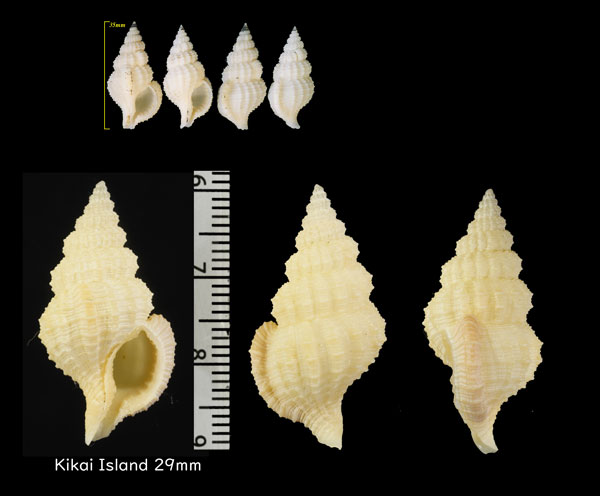 コナユキアラレバイ Nassaria fusiformis small