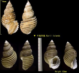 ヒキタバイ 疋田? Ancistrolepis hikidai small