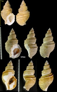 トスジヤゲンバイ 十筋薬研? Clinopegma aequespaceum small