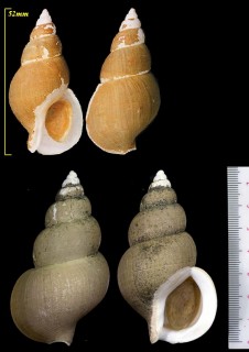 アキタバイ Buccinum senshumaruae small