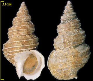 オオカラフトバイ Buccinum verkruzeni small