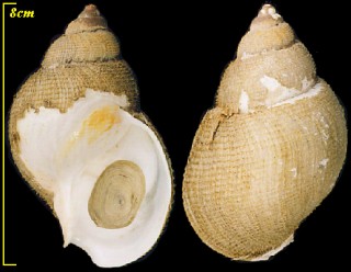 キヌカツギバイ Buccinum kinukatsugi small