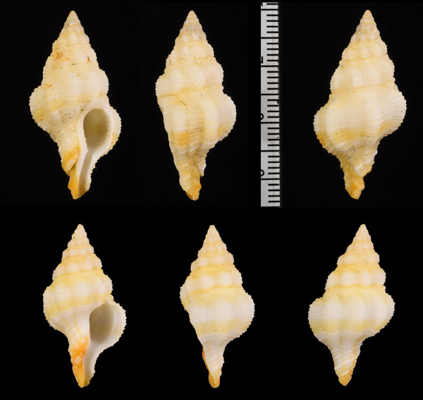 ハシグロツノマタモドキ Peristernia ustulata small