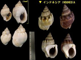 イボヨフバイ Nassarius coronatus small